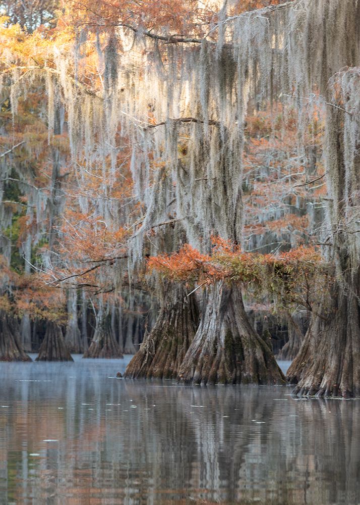 Bayou Blues art print by Danny Head for $57.95 CAD