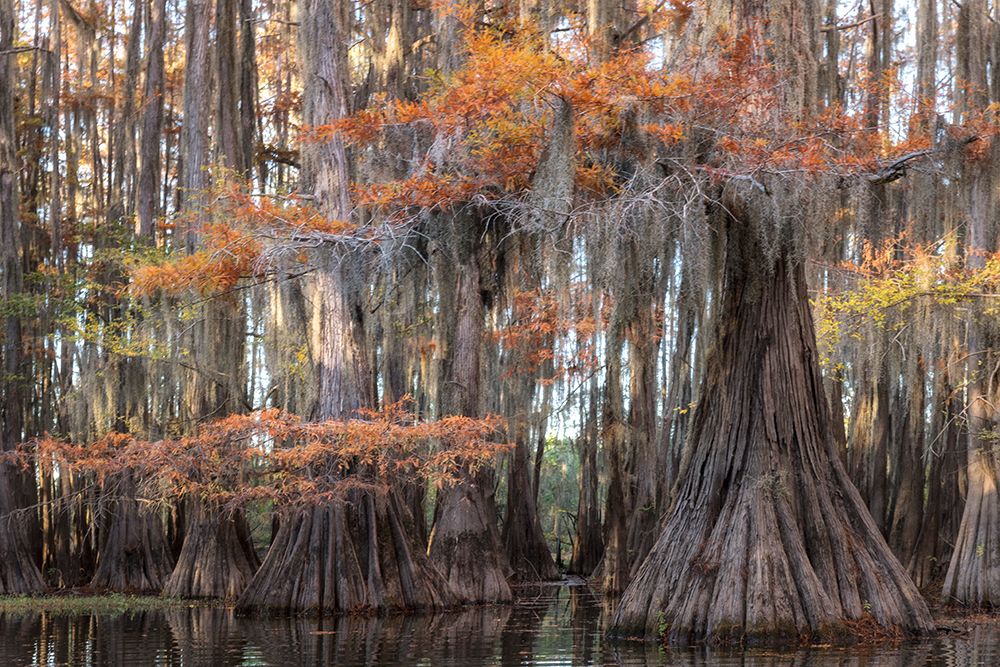 Big Cypress art print by Danny Head for $57.95 CAD