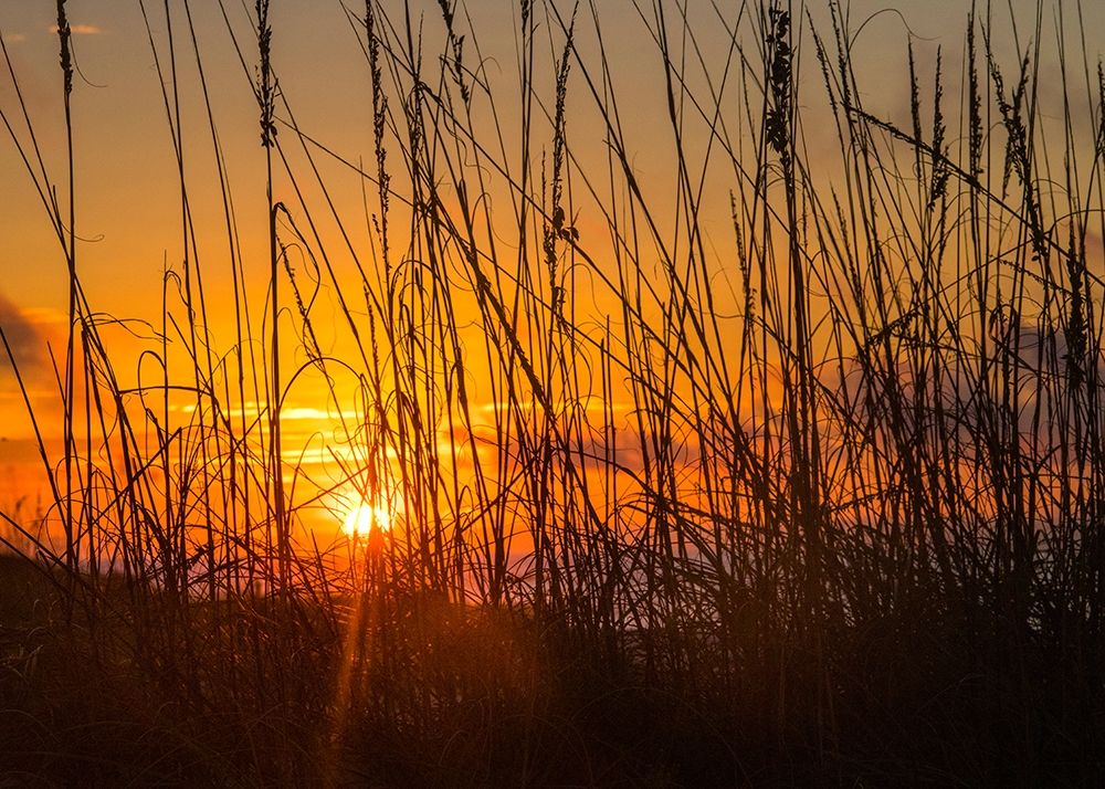 Sea Oats art print by Danny Head for $57.95 CAD