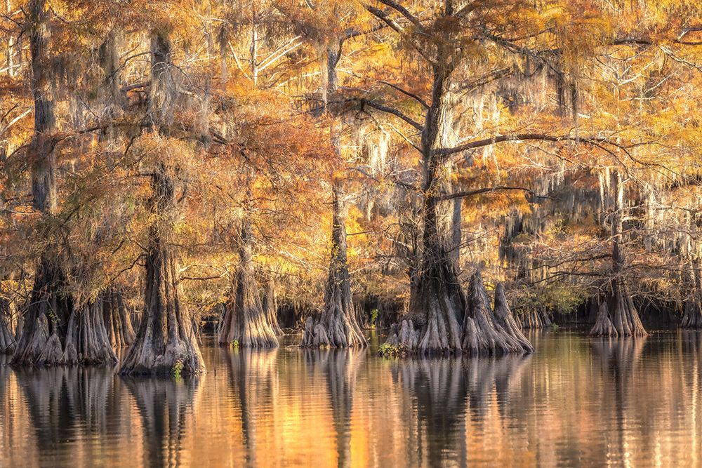 Bayou Light I art print by Danny Head for $57.95 CAD