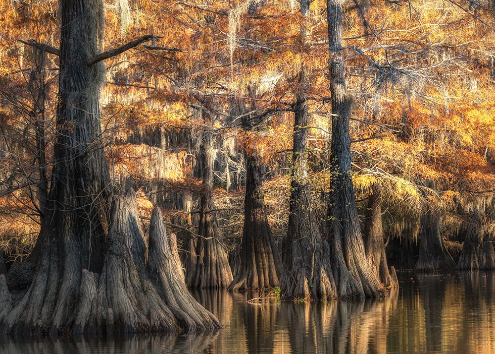 Bayou Light II art print by Danny Head for $57.95 CAD