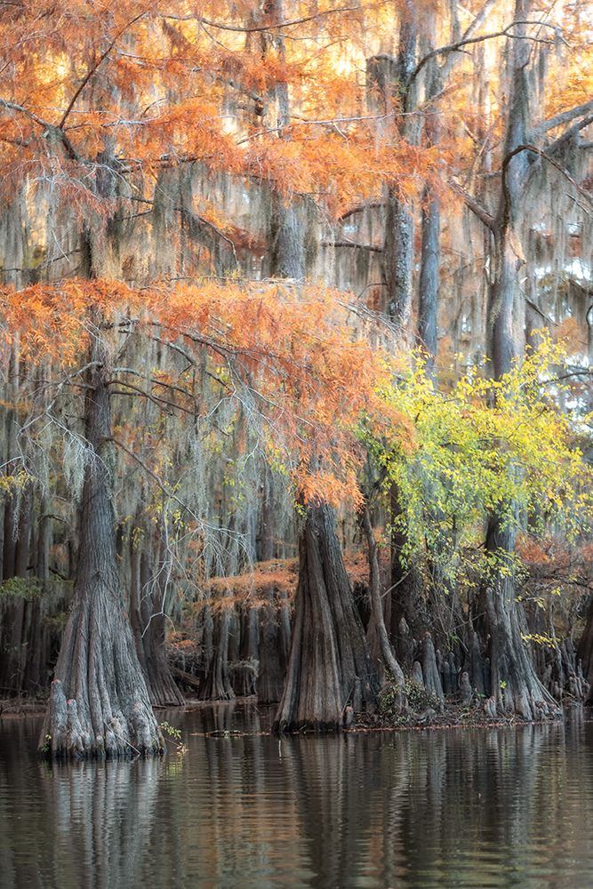 Bayou Moss I art print by Danny Head for $57.95 CAD