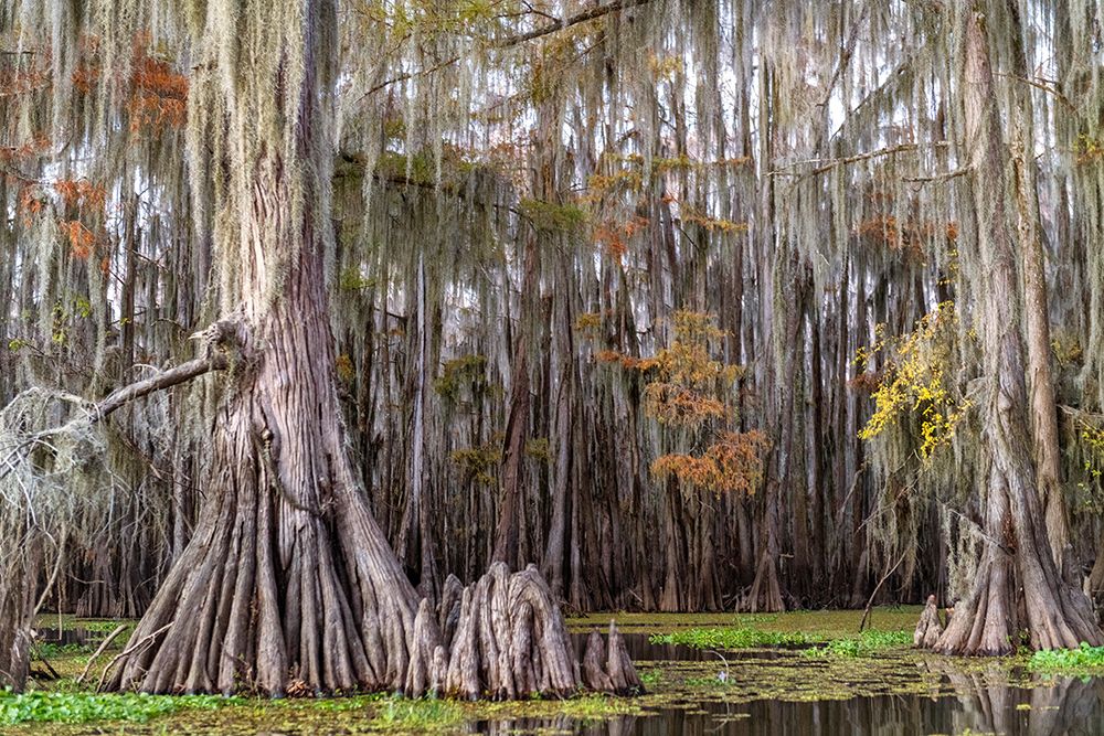 On the Bayou III art print by Danny Head for $57.95 CAD