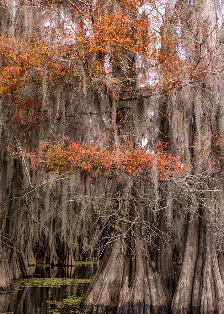 On the Bayou IV art print by Danny Head for $57.95 CAD