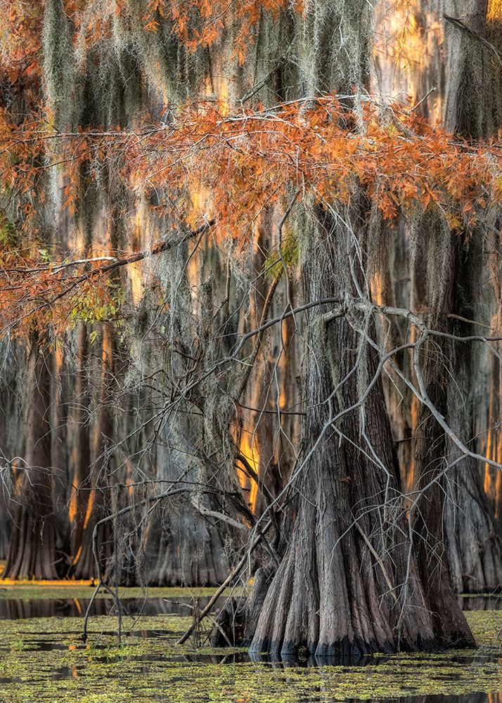 On the Bayou V art print by Danny Head for $57.95 CAD