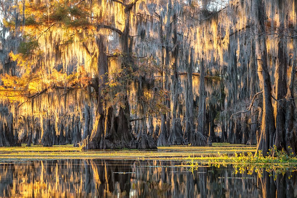 Bayou Dawning art print by Danny Head for $57.95 CAD
