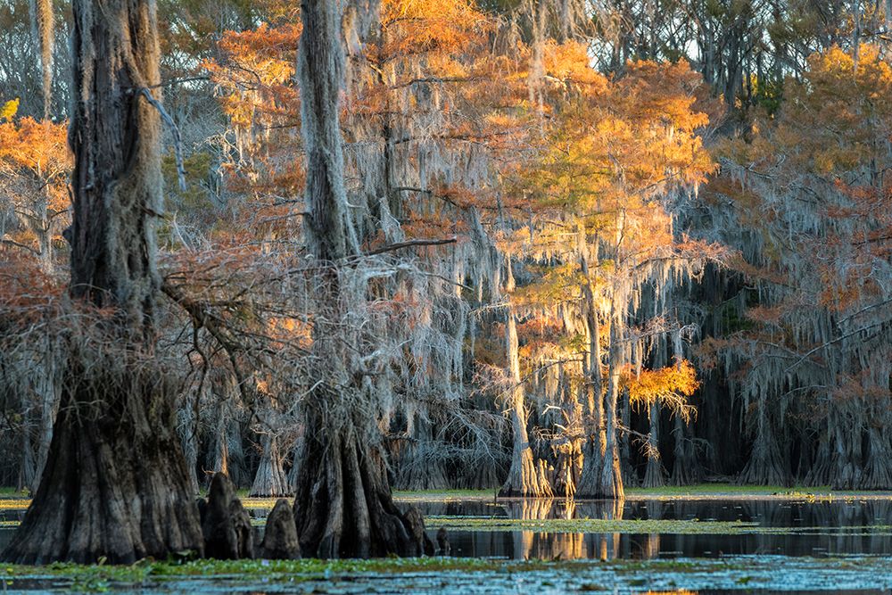 Soft Light II art print by Danny Head for $57.95 CAD