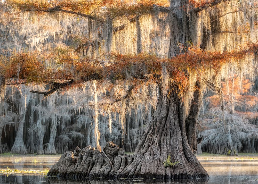 Cypress Magic art print by Danny Head for $57.95 CAD