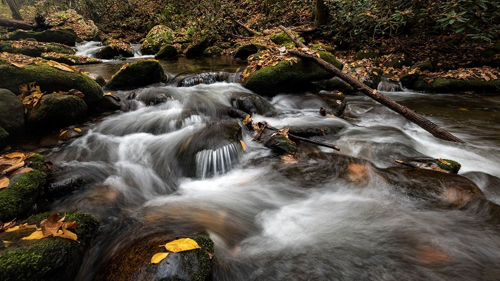 Fallen Leaves II art print by Danny Head for $57.95 CAD