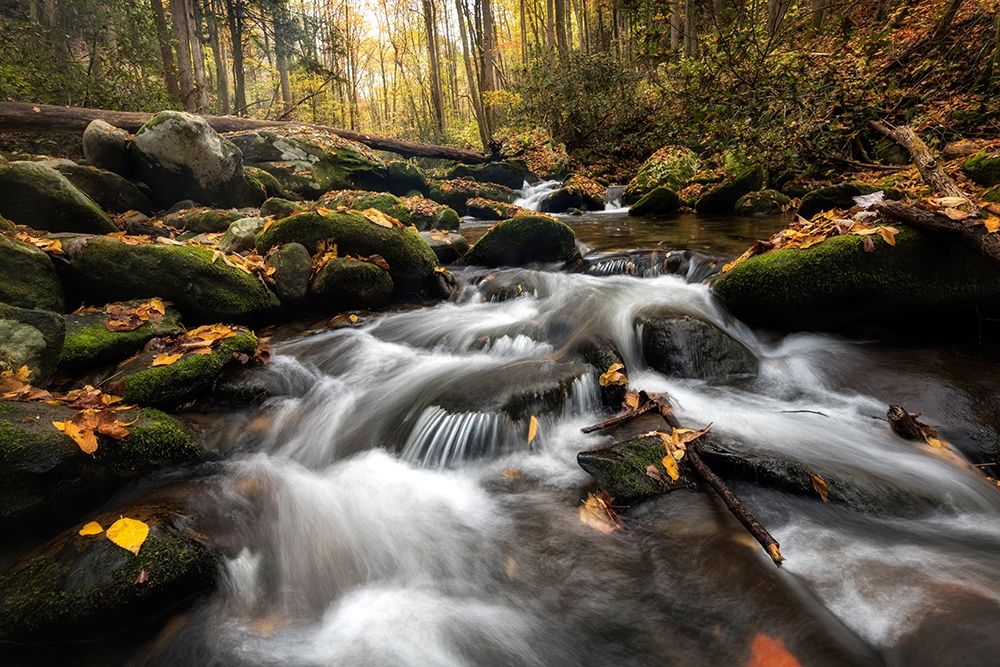 Fallen Leaves III art print by Danny Head for $57.95 CAD