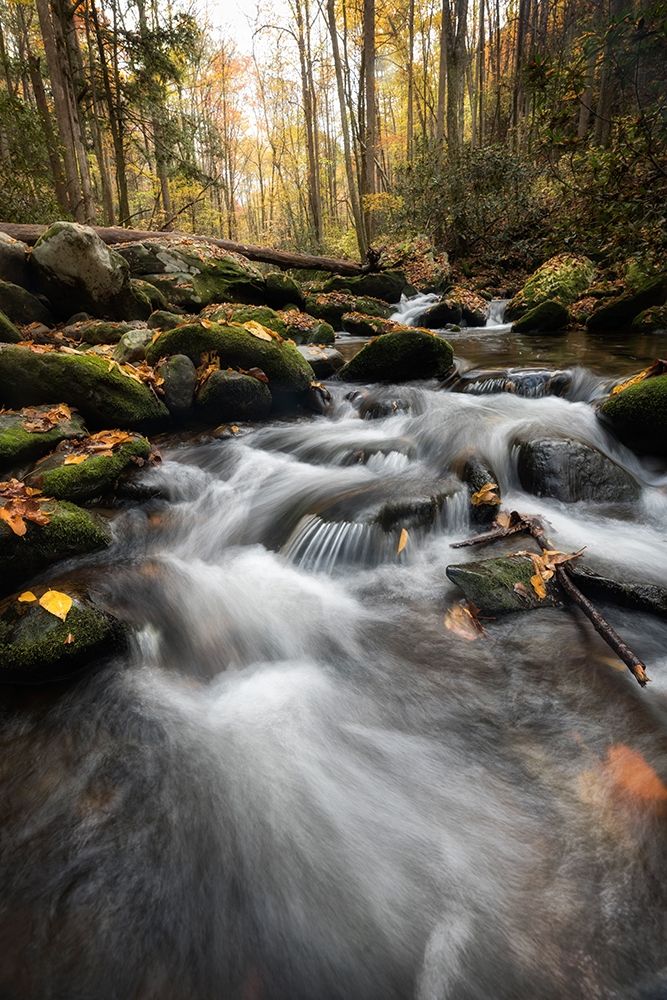 Fallen  Leaves IV art print by Danny Head for $57.95 CAD