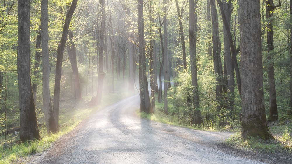 Misty Road art print by Danny Head for $57.95 CAD