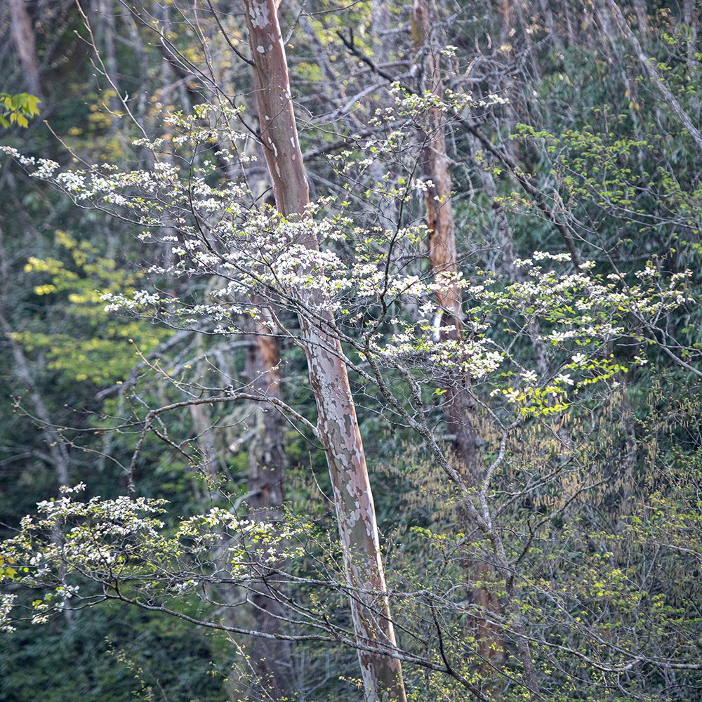 DogwoodsI art print by Danny Head for $57.95 CAD