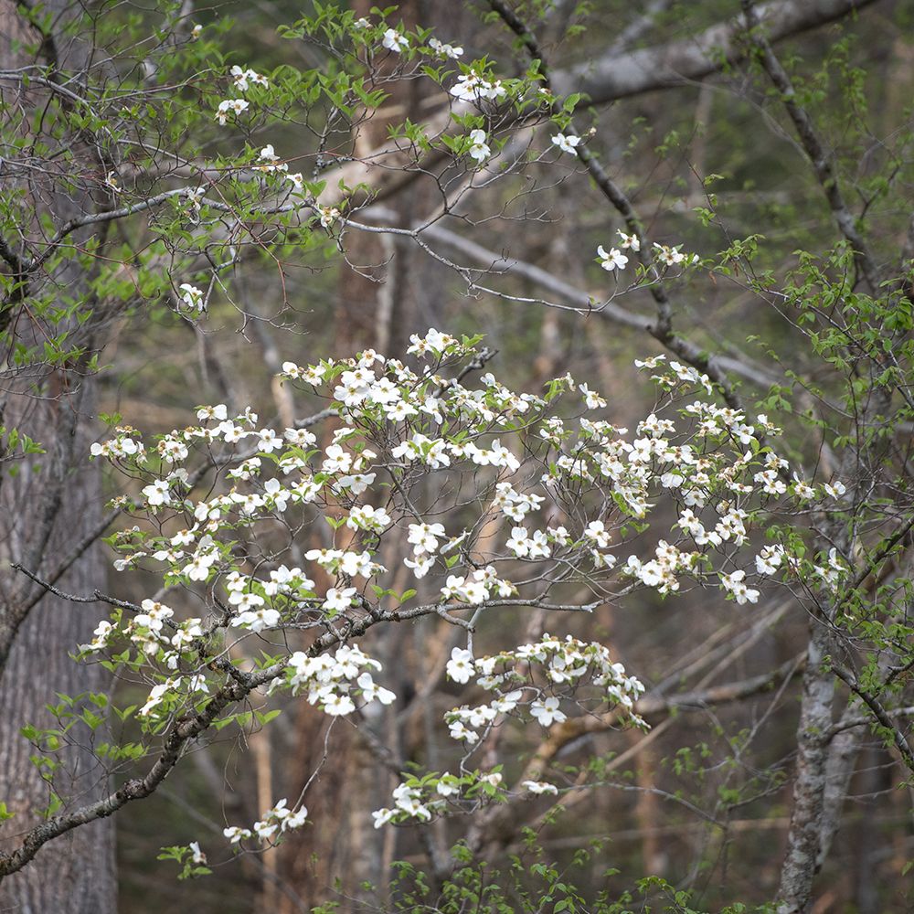 Dogwoods II art print by Danny Head for $57.95 CAD