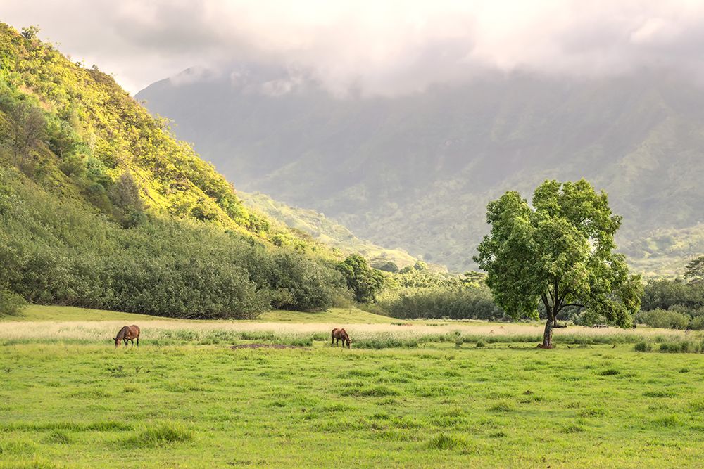 Kauai Grazing art print by Danny Head for $57.95 CAD