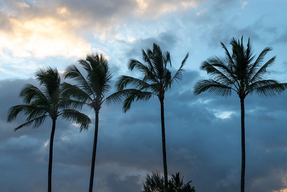 Palm Silhouette I art print by Danny Head for $57.95 CAD