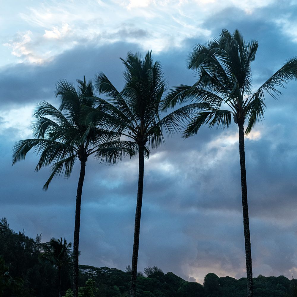Palm Silhouette II art print by Danny Head for $57.95 CAD