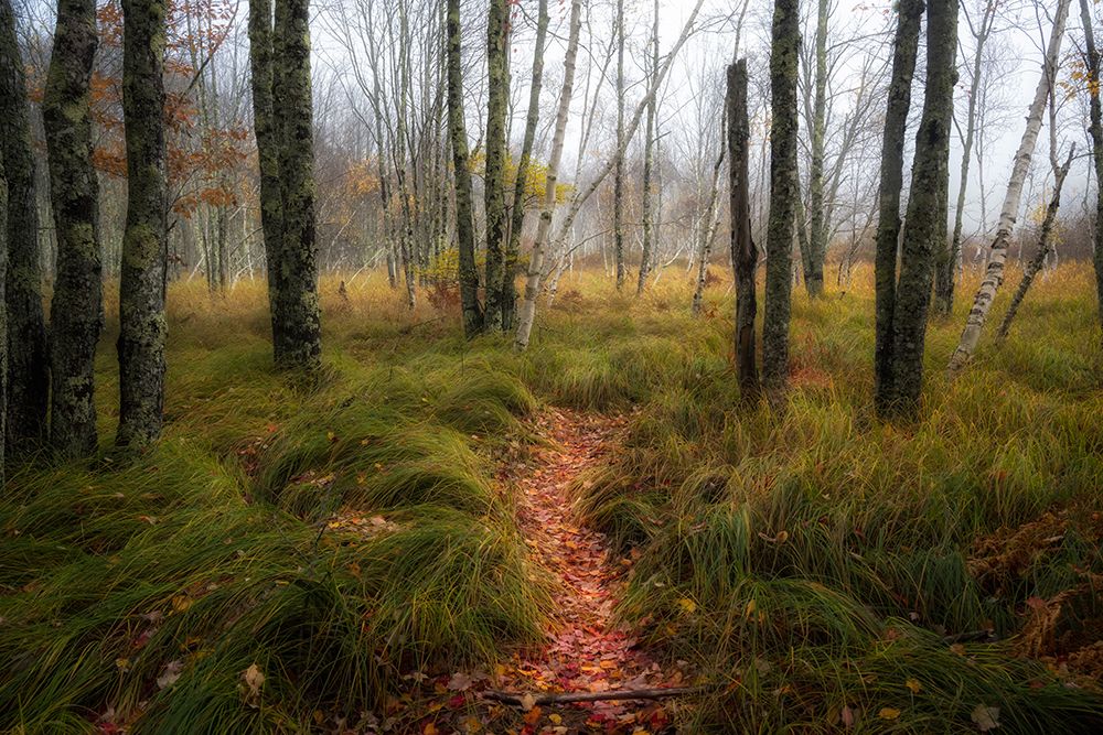 Autumns Path art print by Danny Head for $57.95 CAD