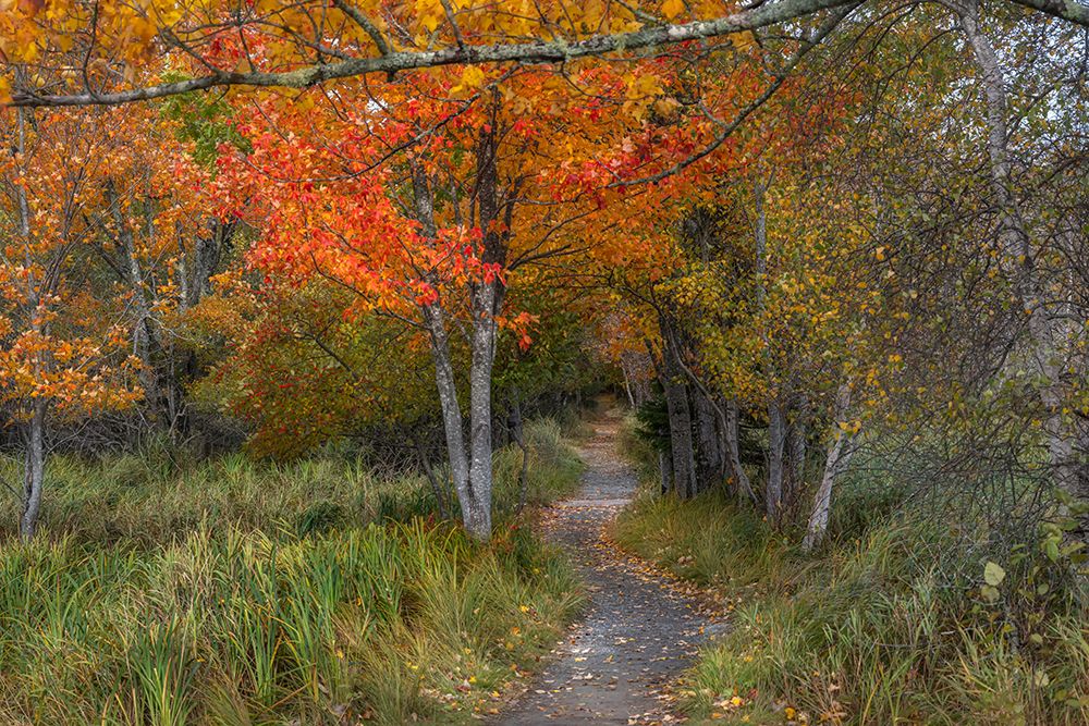 Jessups Path I art print by Danny Head for $57.95 CAD