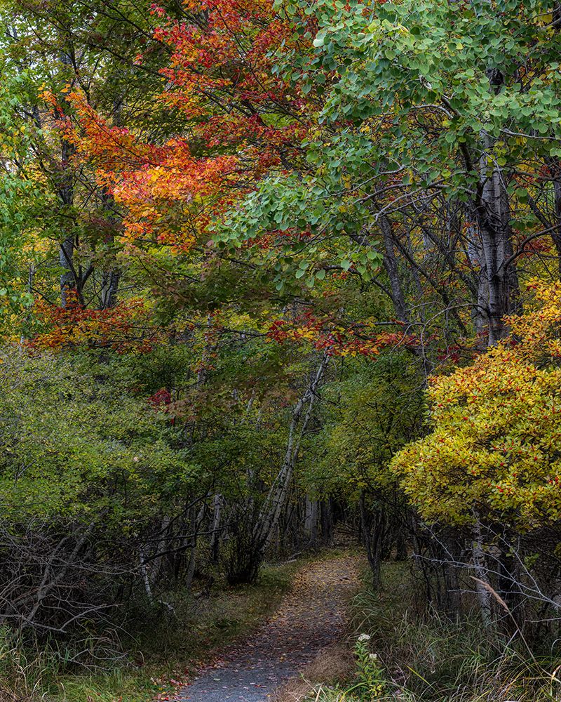 Jessups Path II art print by Danny Head for $57.95 CAD