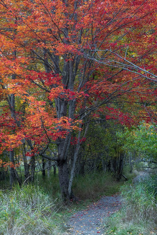 Jessups Path III art print by Danny Head for $57.95 CAD