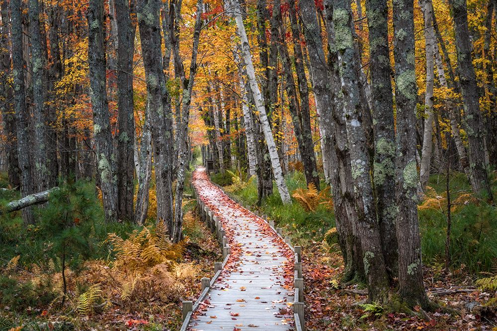 Autumn Boardwalk II art print by Danny Head for $57.95 CAD