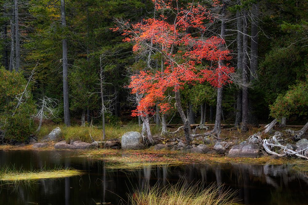 Red Reflections II art print by Danny Head for $57.95 CAD