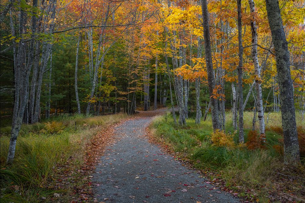 Colored Path II art print by Danny Head for $57.95 CAD