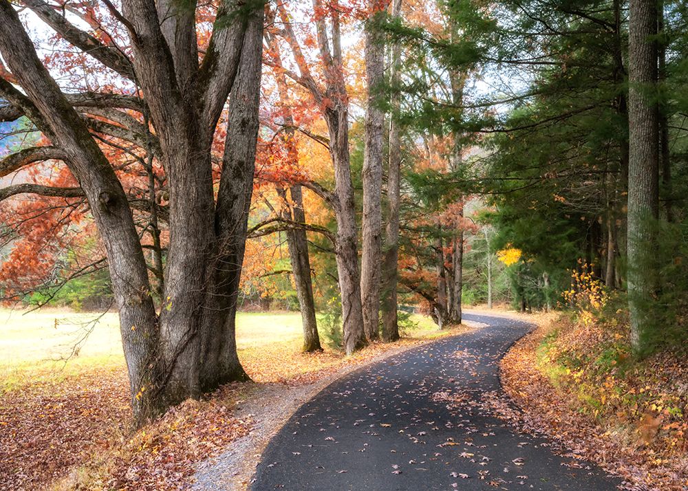Autumn Drive III art print by Danny Head for $57.95 CAD
