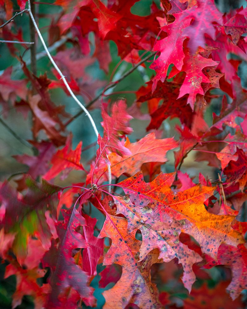 Autumn Oak art print by Danny Head for $57.95 CAD