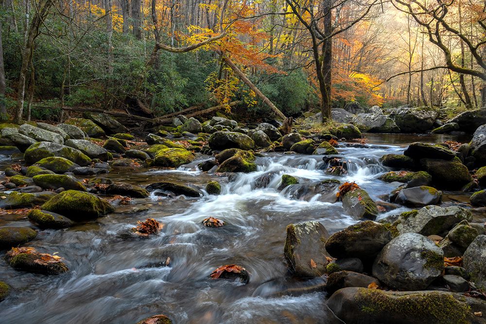Mossy Highlights art print by Danny Head for $57.95 CAD