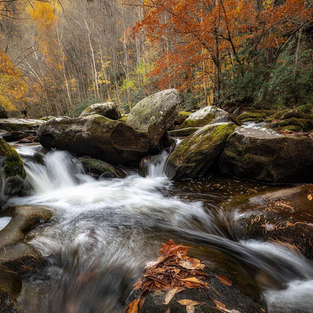 Autumn Rush I art print by Danny Head for $57.95 CAD