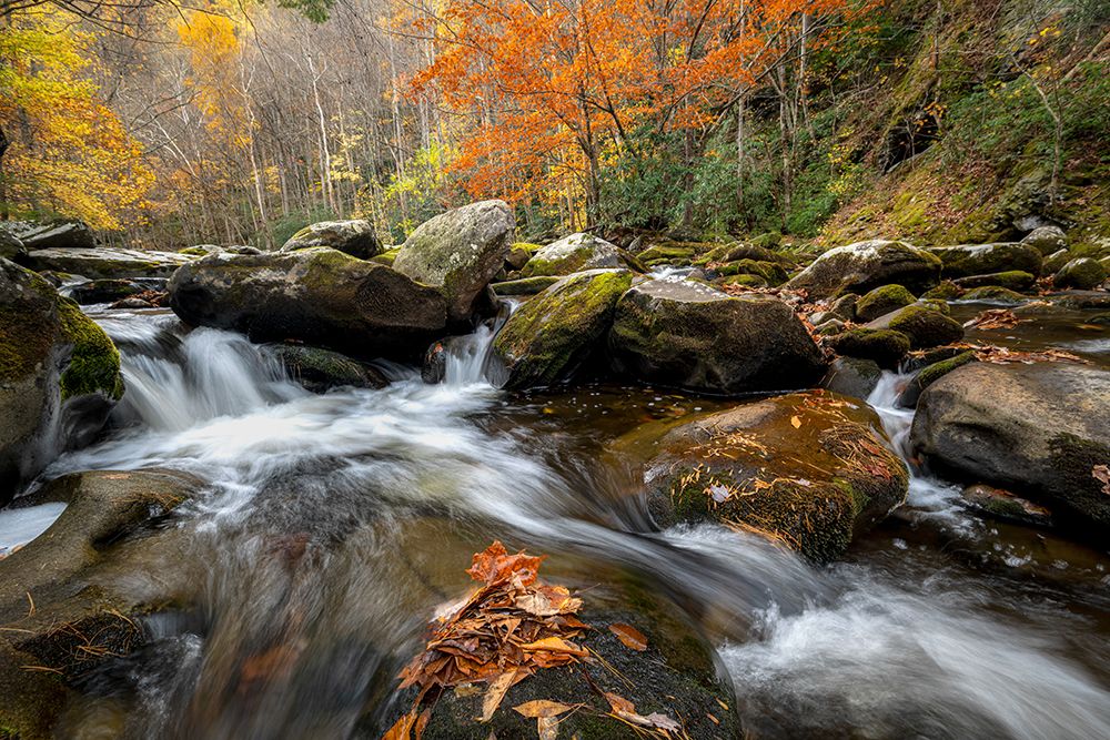 Tremont Autumn art print by Danny Head for $57.95 CAD