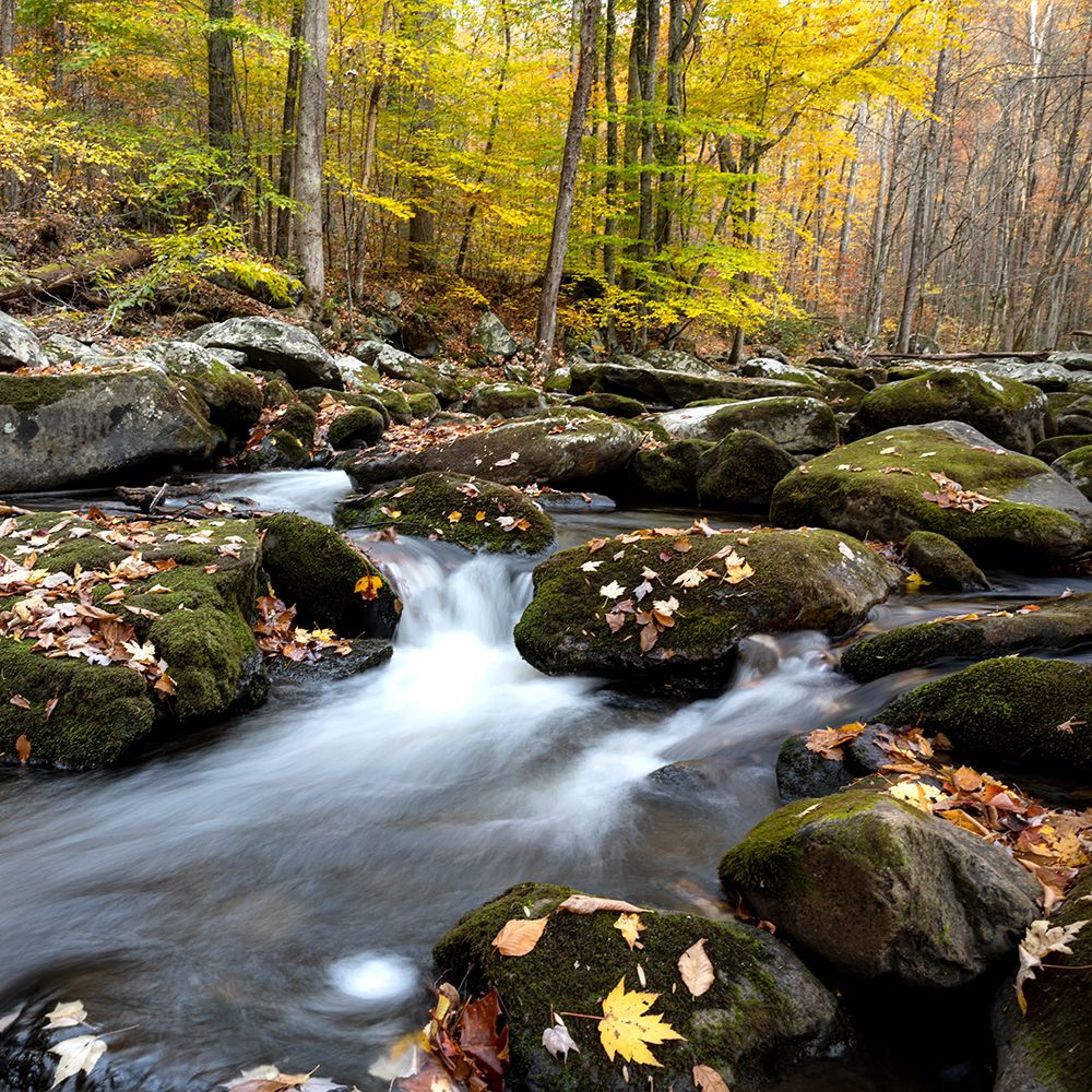 Autumn Rush II art print by Danny Head for $57.95 CAD