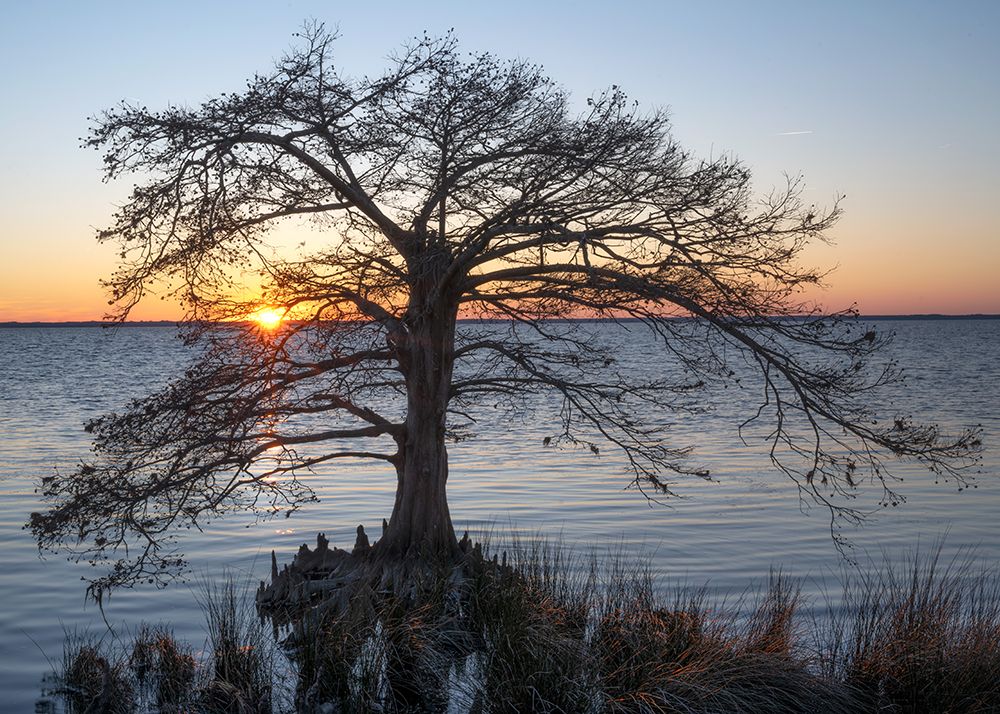 Bayside Cypress art print by Danny Head for $57.95 CAD