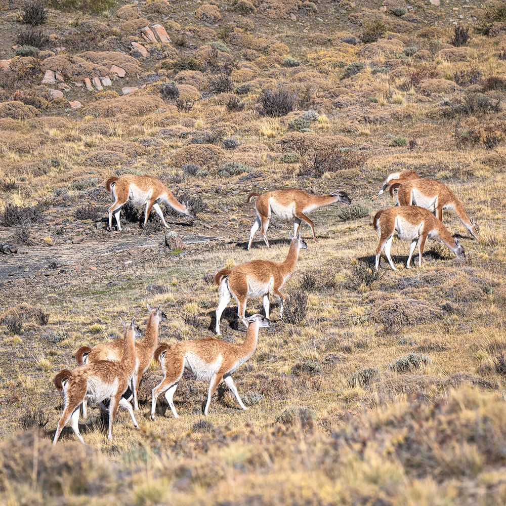 Herd of Gaunaco art print by Danny Head for $57.95 CAD