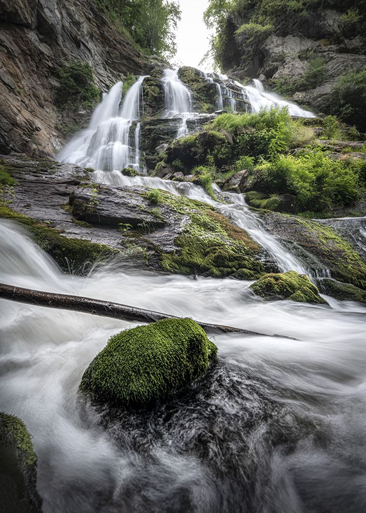 Olive Moss art print by Danny Head for $57.95 CAD