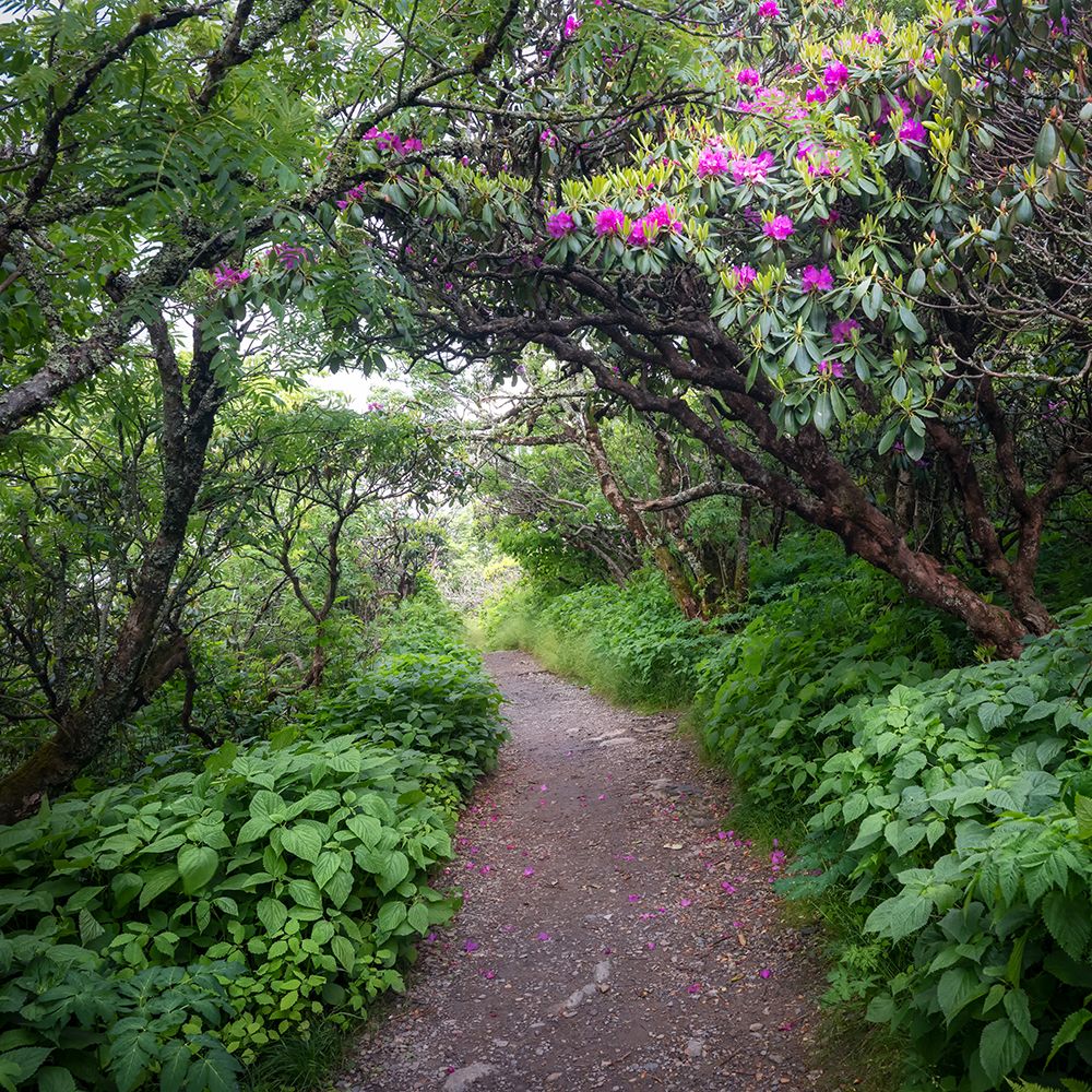 The Hike I art print by Danny Head for $57.95 CAD