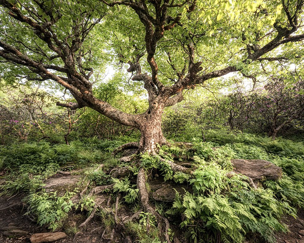 Rugged Roots I art print by Danny Head for $57.95 CAD