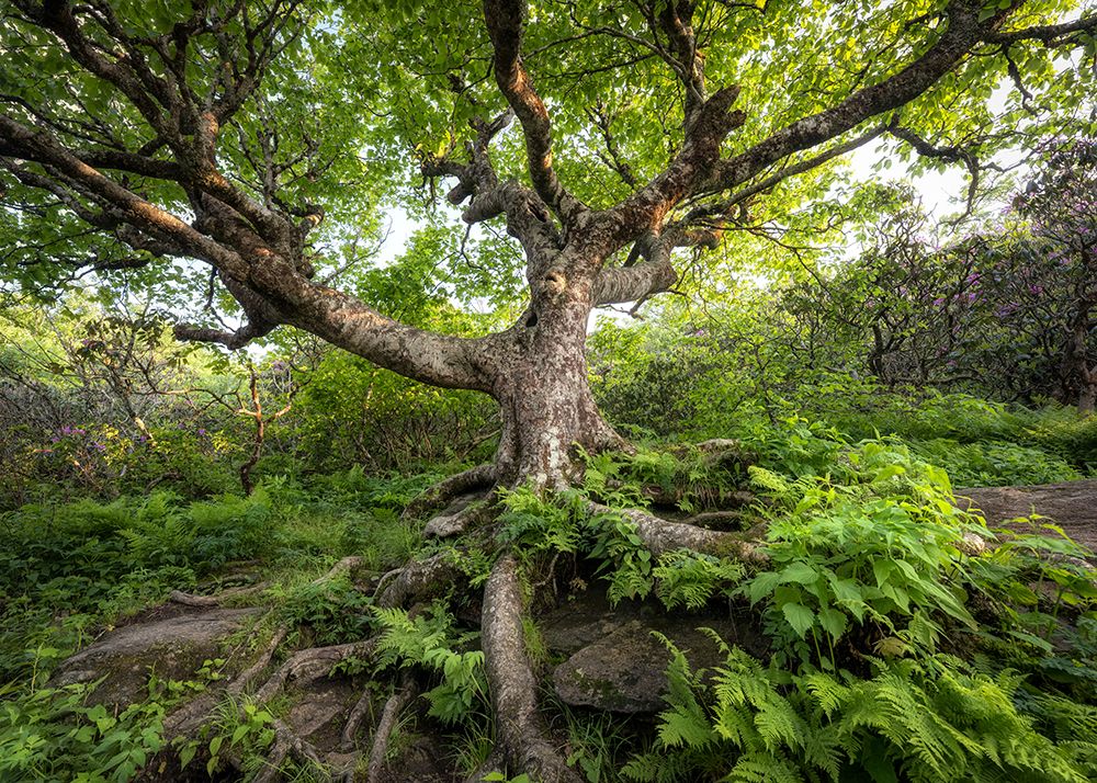 Rugged Roots II art print by Danny Head for $57.95 CAD
