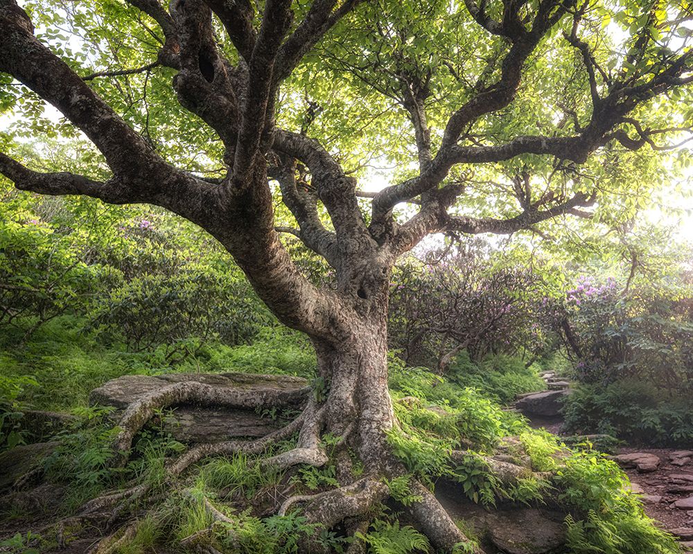 Rugged Roots III art print by Danny Head for $57.95 CAD