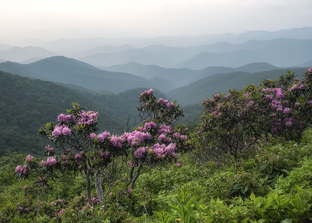 Parkway Spring I art print by Danny Head for $57.95 CAD