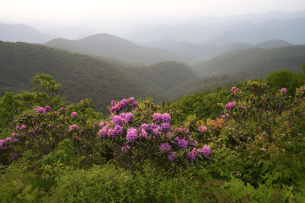 Parkway Spring III art print by Danny Head for $57.95 CAD