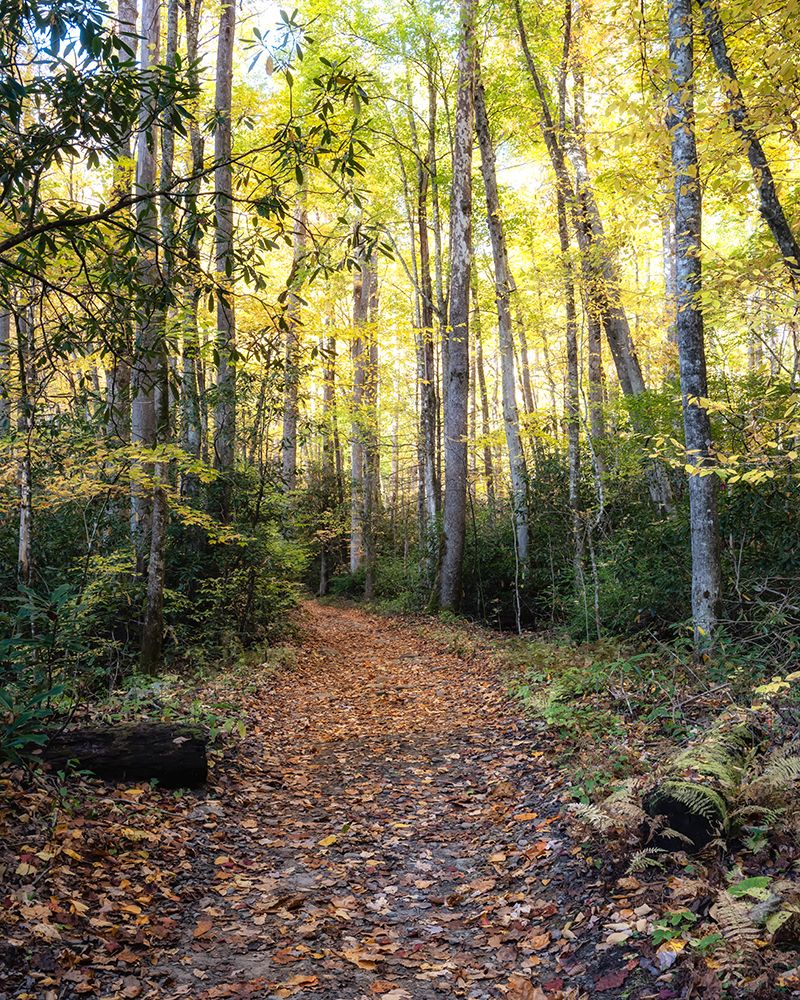 Big Creek Trail art print by Danny Head for $57.95 CAD