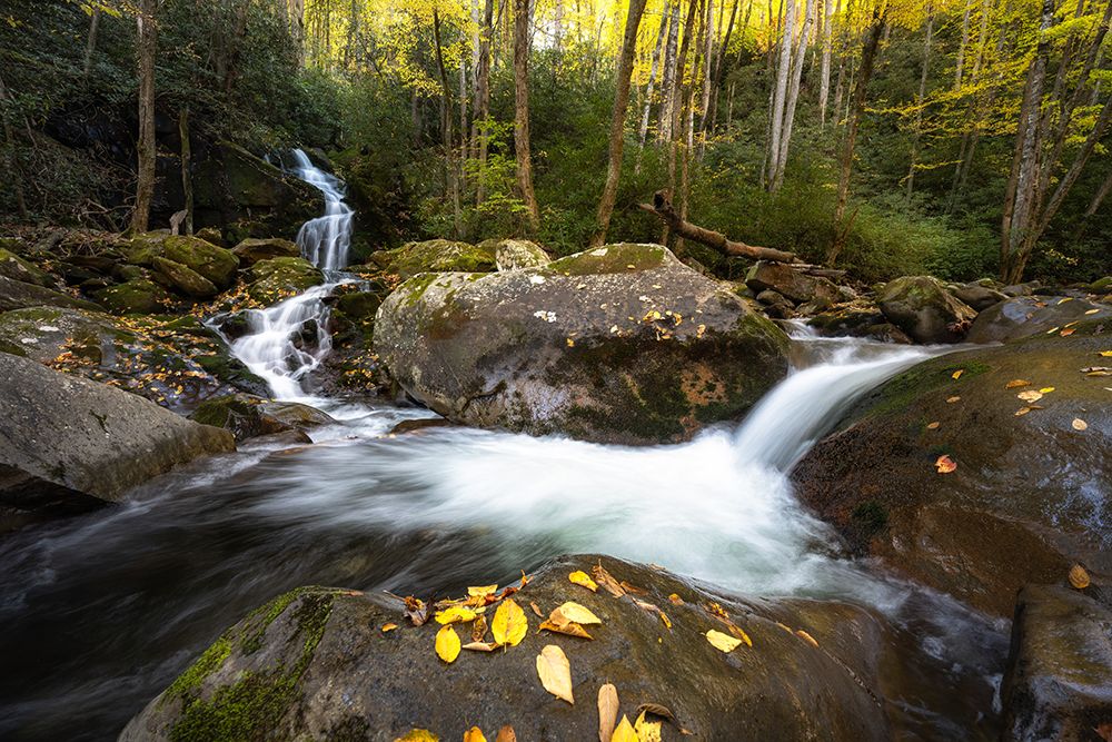 Yellow Leaves art print by Danny Head for $57.95 CAD