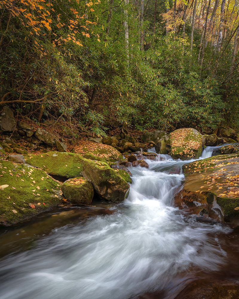 Headwaters art print by Danny Head for $57.95 CAD
