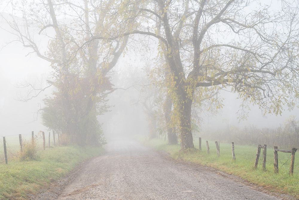 Fog on Sparks Lane art print by Danny Head for $57.95 CAD