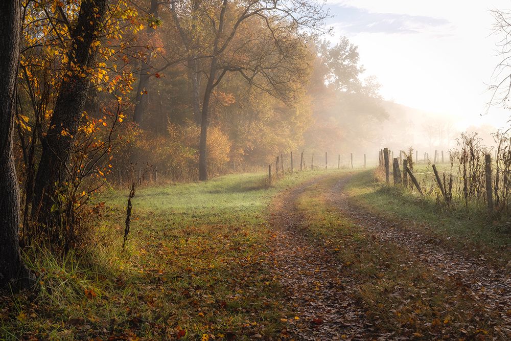 Misty Row art print by Danny Head for $57.95 CAD