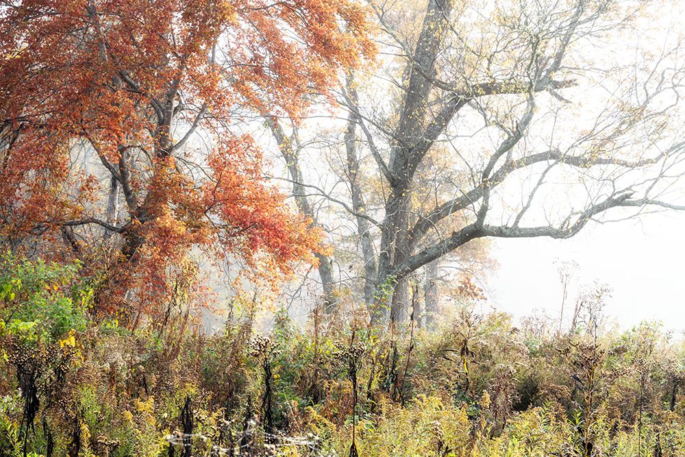 Woodland Colors art print by Danny Head for $57.95 CAD