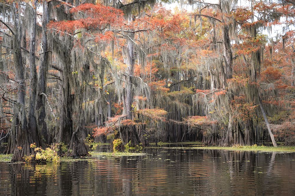 Bayou Autumn I art print by Danny Head for $57.95 CAD